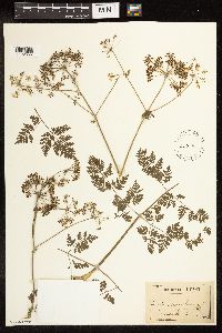 Conium maculatum image
