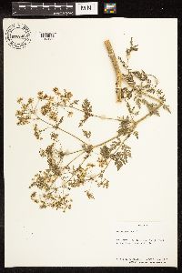 Conium maculatum image