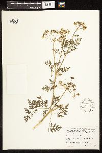 Conium maculatum image