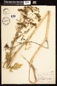 Conium maculatum image