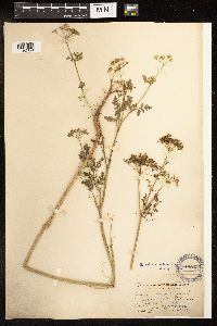 Conium maculatum image