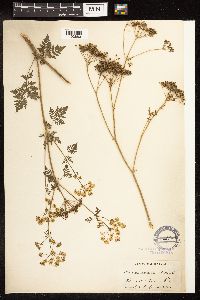 Conium maculatum image