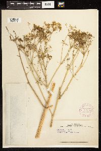 Conium maculatum image