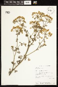 Conium maculatum image