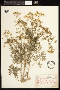 Conium maculatum image
