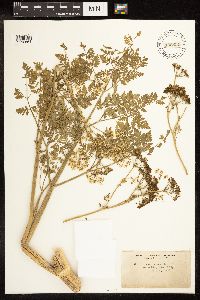 Conium maculatum image
