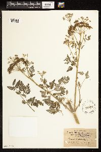 Conium maculatum image