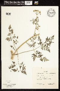 Conium maculatum image