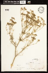 Conium maculatum image