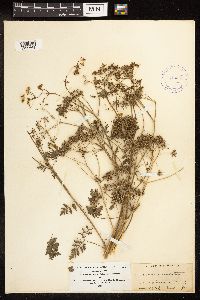 Conium maculatum image