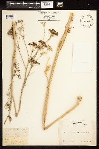 Conium maculatum image