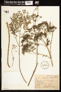 Conium maculatum image
