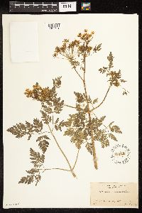 Conium maculatum image