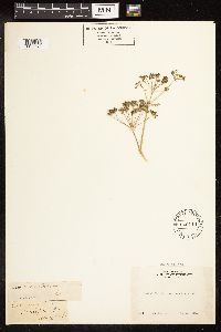 Conium maculatum image