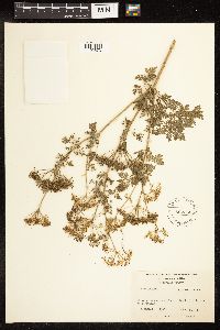 Conium maculatum image