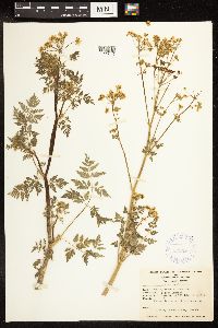 Conium maculatum image