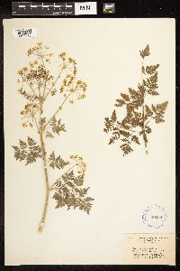 Conium maculatum image