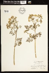 Conium maculatum image