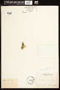 Conium maculatum image