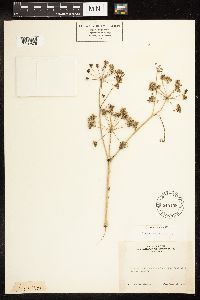 Conium maculatum image