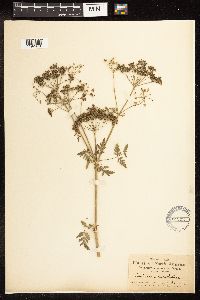 Conium maculatum image