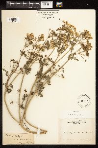 Conium maculatum image