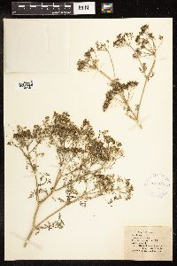 Conium maculatum image