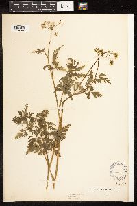 Conium maculatum image