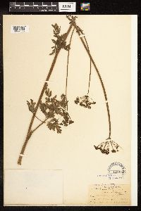 Conium maculatum image