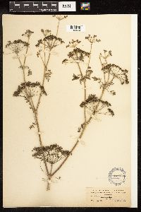 Conium maculatum image