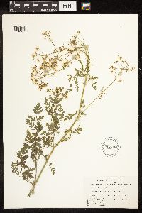 Conium maculatum image