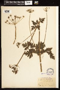 Conium maculatum image