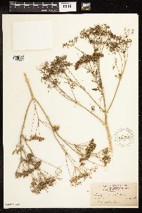 Conium maculatum image