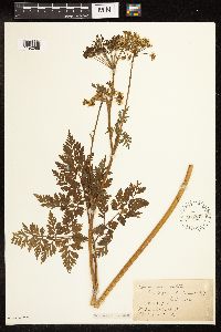 Conium maculatum image