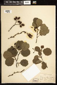 Media resource of Alnus glutinosa