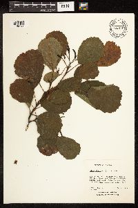 Alnus glutinosa image
