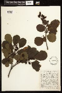 Alnus glutinosa image