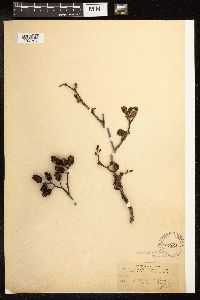 Alnus glutinosa image