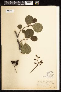 Alnus glutinosa image