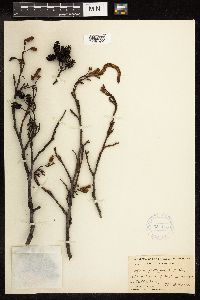 Alnus glutinosa image