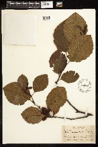 Alnus incana image