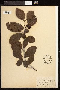 Alnus incana image
