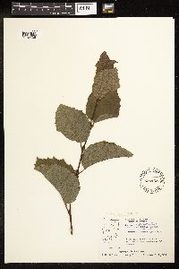 Alnus incana image