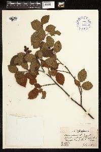 Alnus incana image