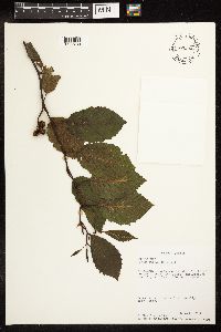 Alnus incana image