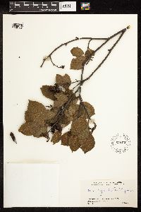 Alnus incana image
