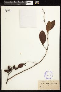 Alnus incana image