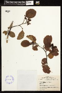 Alnus incana image
