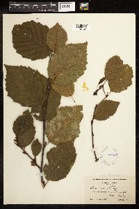 Alnus incana image