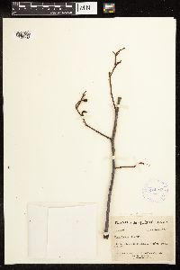 Alnus incana image